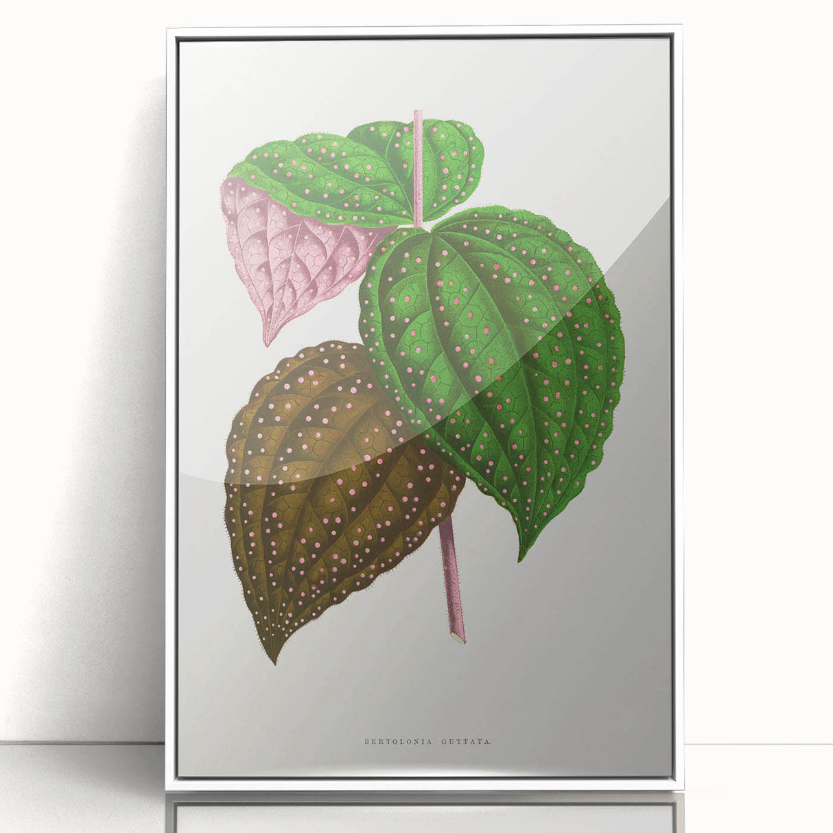 Romanticism Art: Bertolonia Guttata Botanical Illustration Canvas