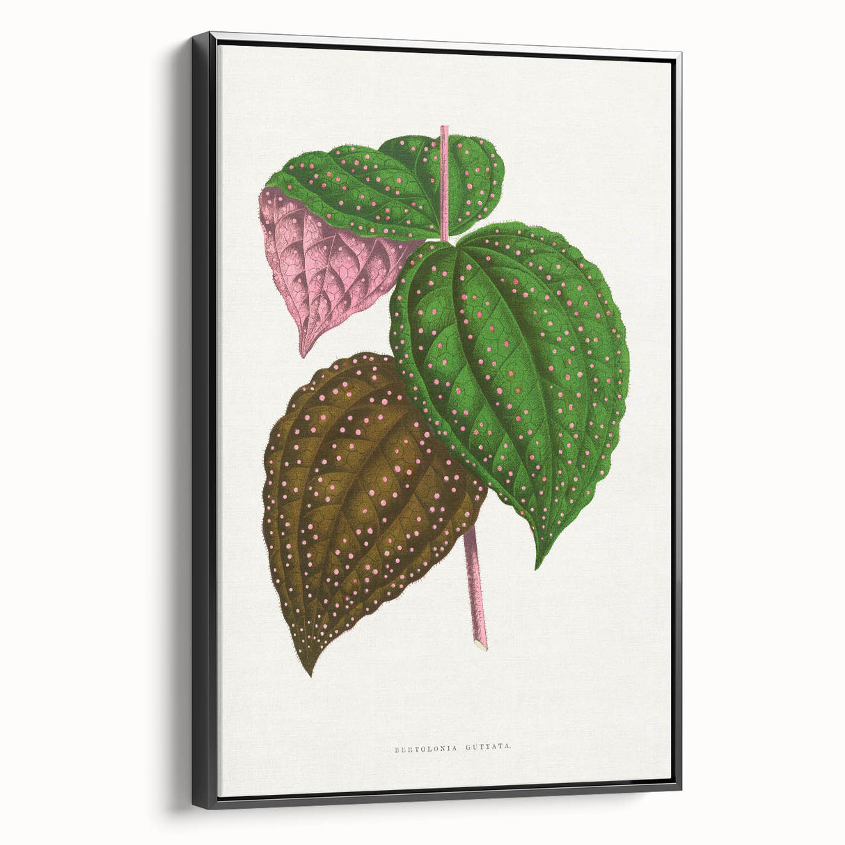 Romanticism Art: Bertolonia Guttata Botanical Illustration Canvas