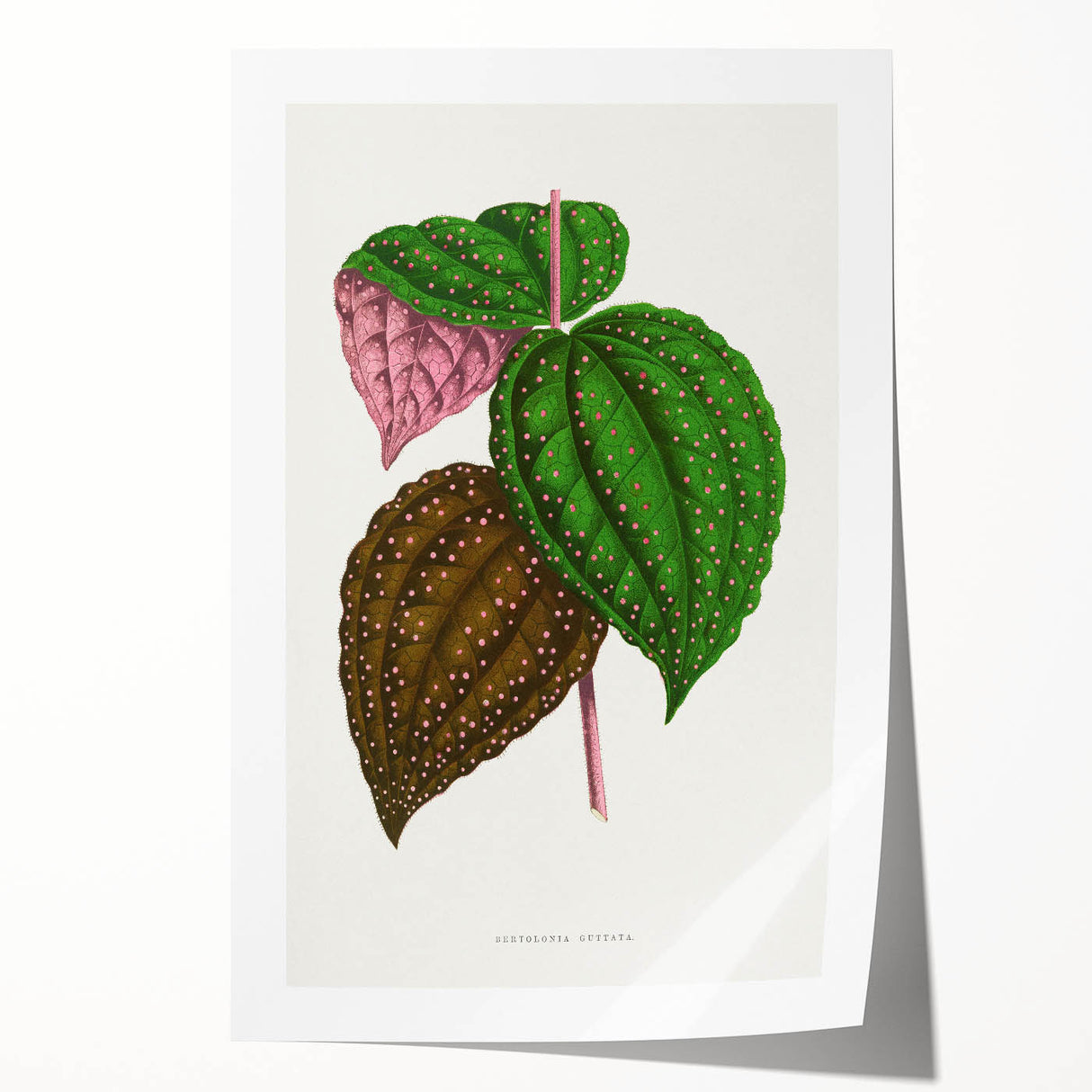 Romanticism Art: Bertolonia Guttata Botanical Illustration Canvas