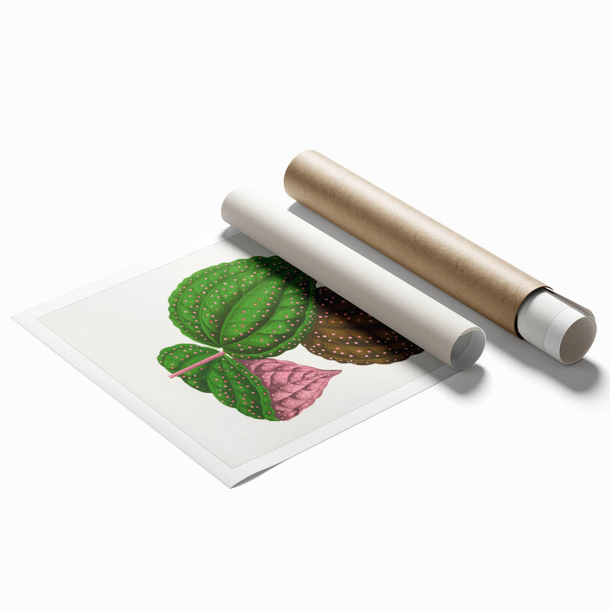 Romanticism Art: Bertolonia Guttata Botanical Illustration Canvas