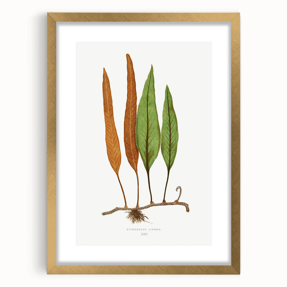 Romanticism Art: Niphobolus Lingua Botanical Illustration Canvas