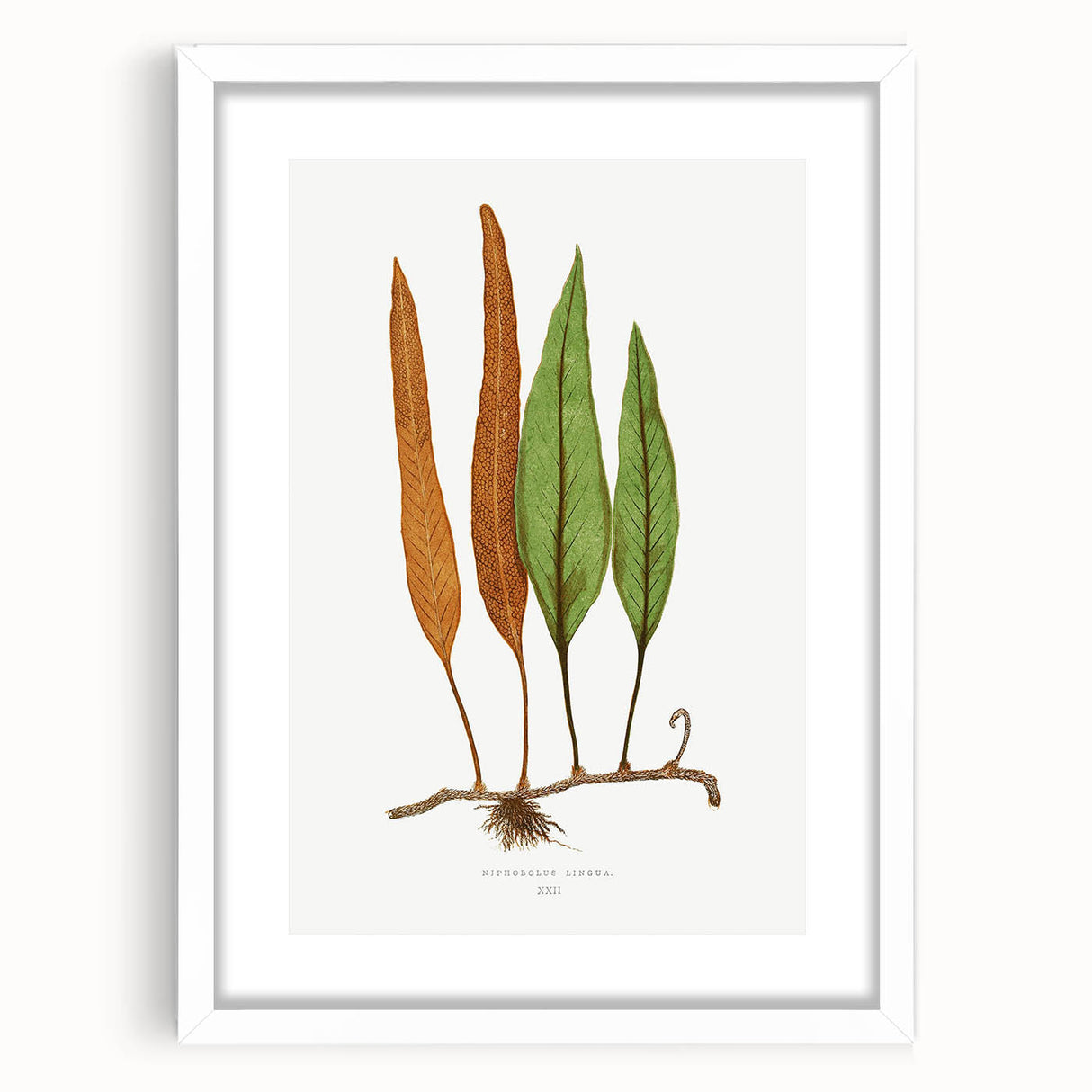 Romanticism Art: Niphobolus Lingua Botanical Illustration Canvas