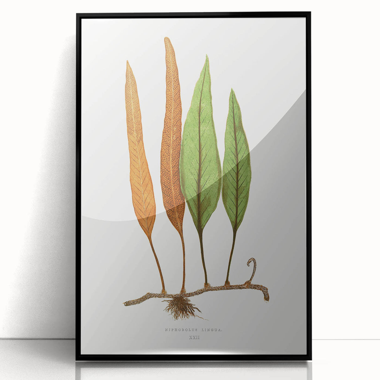 Romanticism Art: Niphobolus Lingua Botanical Illustration Canvas