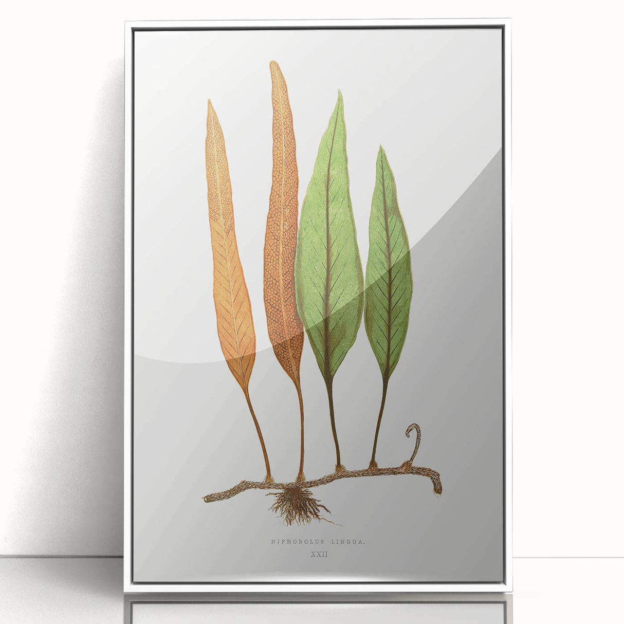 Romanticism Art: Niphobolus Lingua Botanical Illustration Canvas