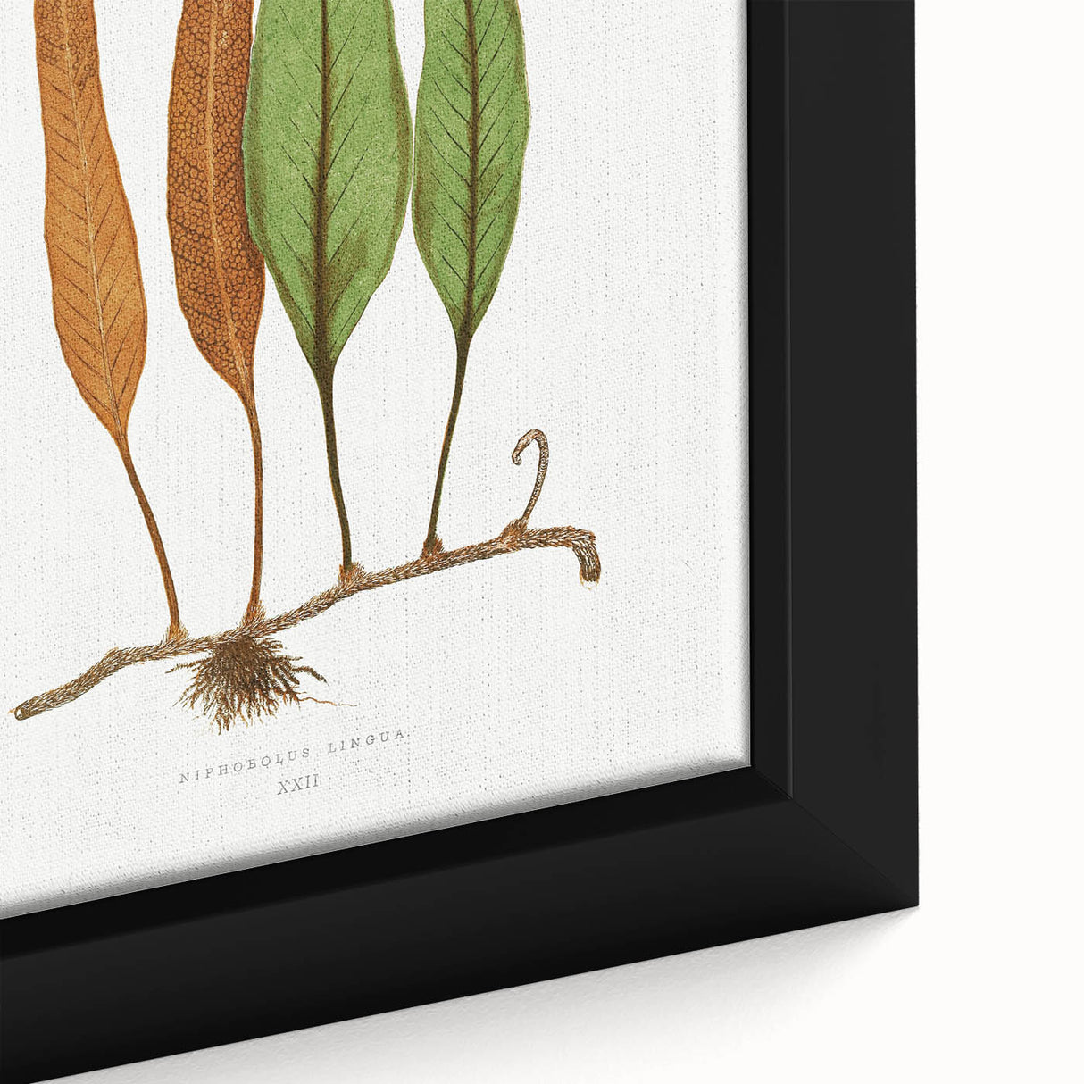Romanticism Art: Niphobolus Lingua Botanical Illustration Canvas