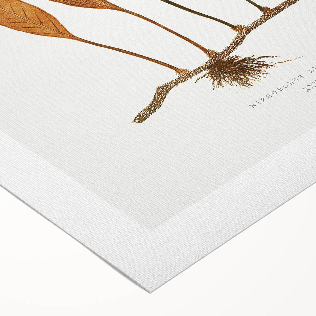 Romanticism Art: Niphobolus Lingua Botanical Illustration Canvas