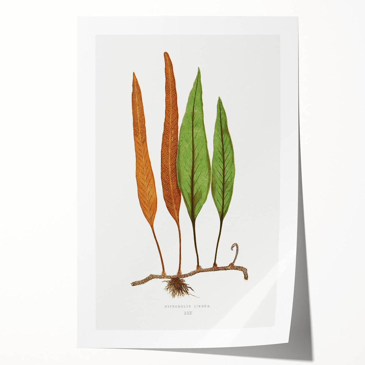 Romanticism Art: Niphobolus Lingua Botanical Illustration Canvas