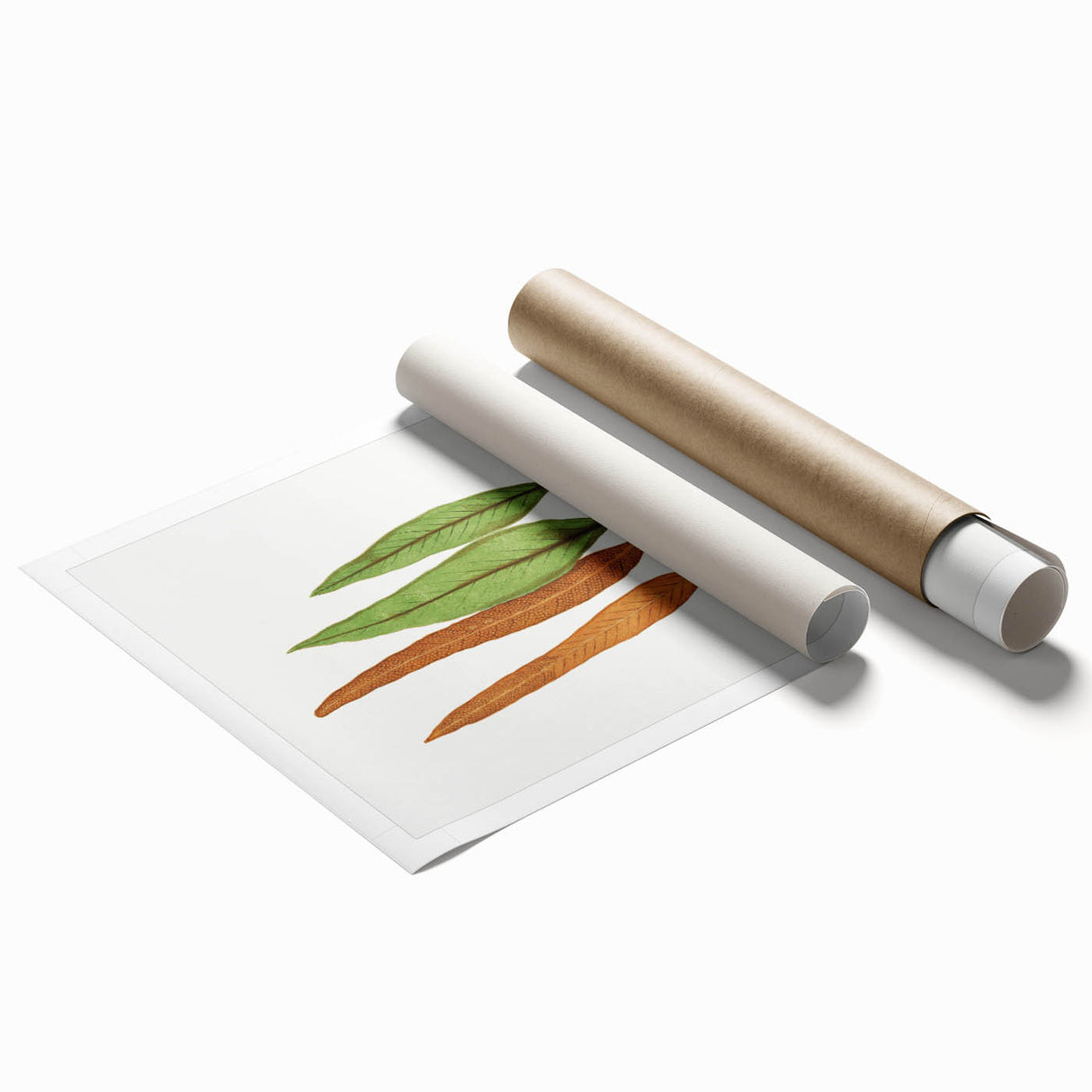 Romanticism Art: Niphobolus Lingua Botanical Illustration Canvas