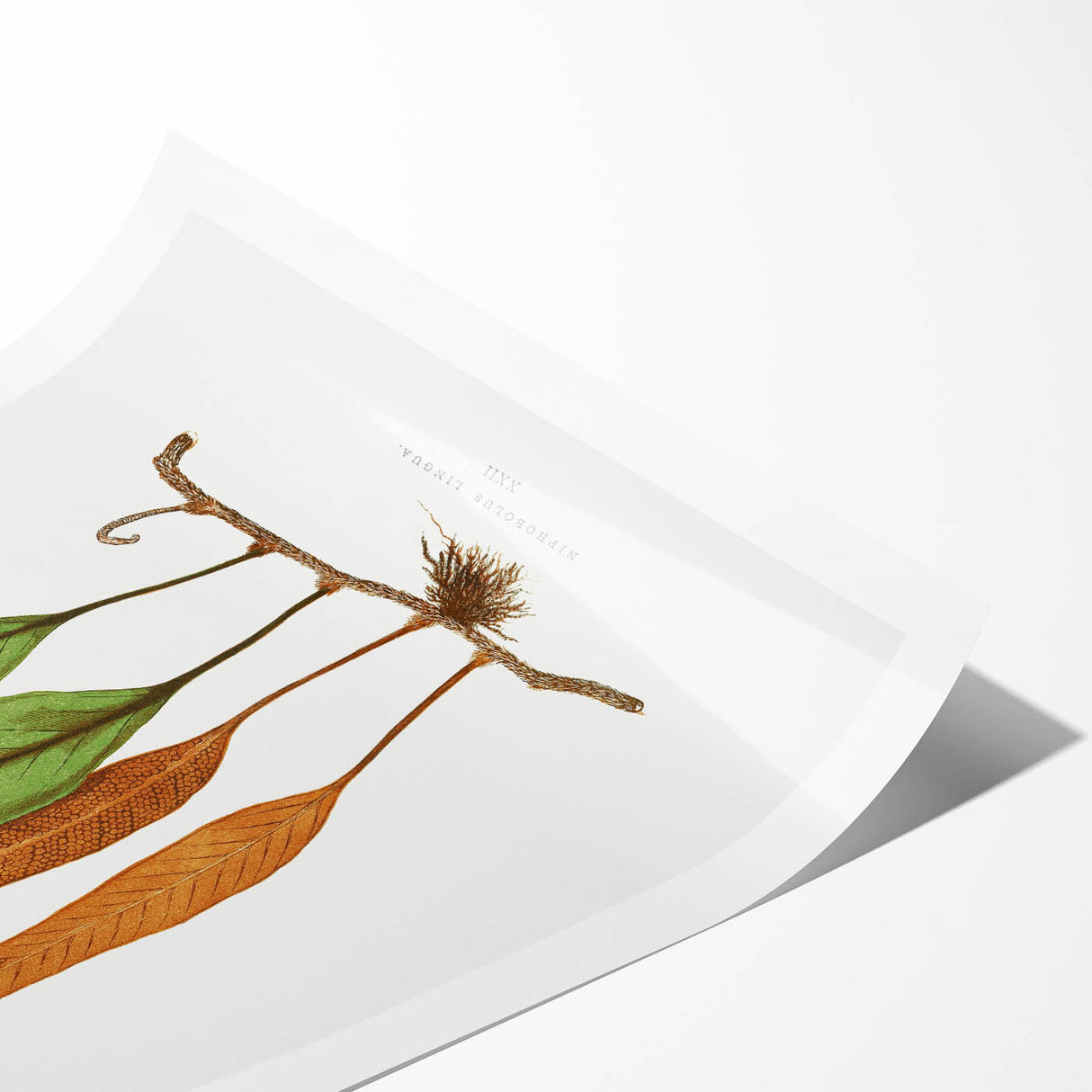 Romanticism Art: Niphobolus Lingua Botanical Illustration Canvas