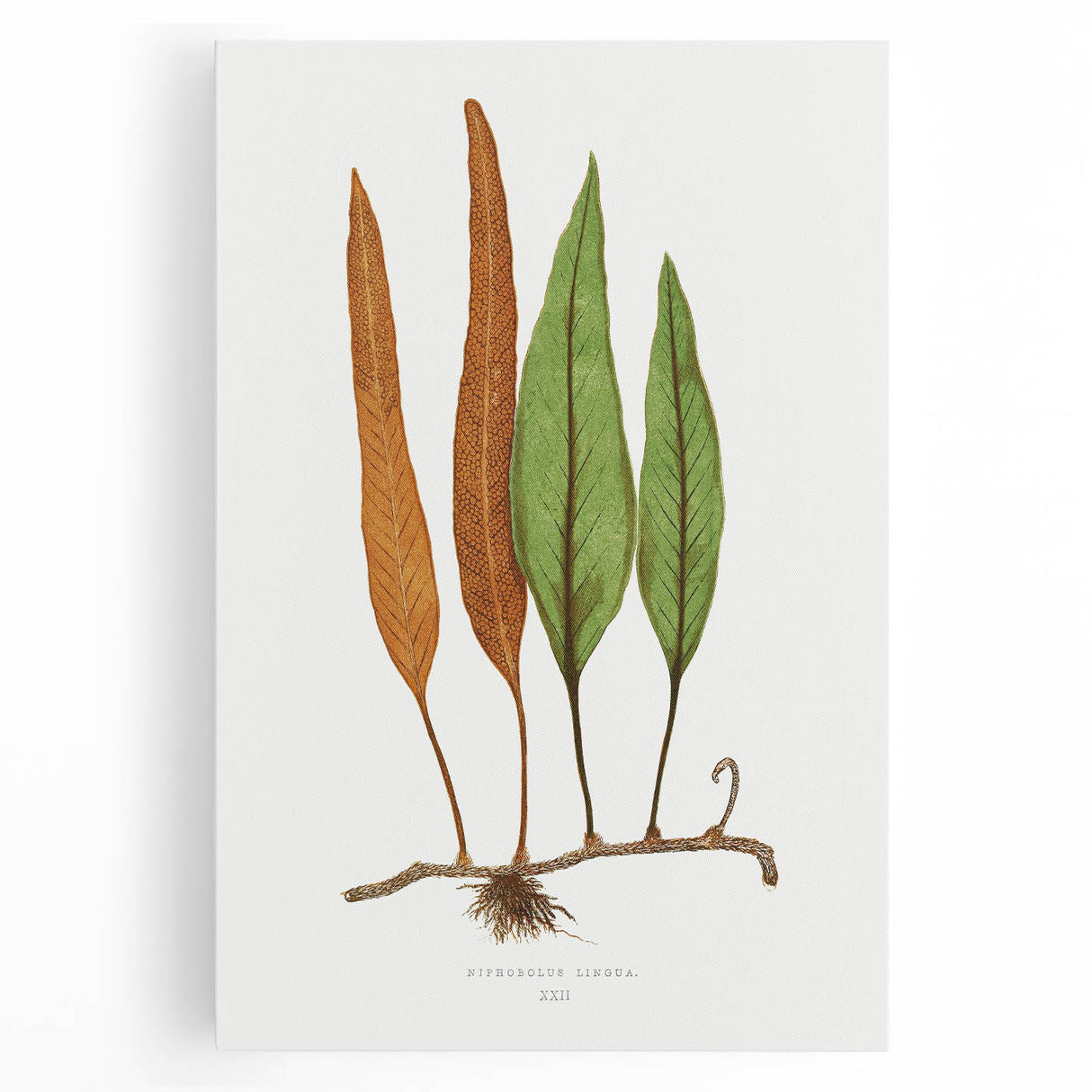 Romanticism Art: Niphobolus Lingua Botanical Illustration Canvas