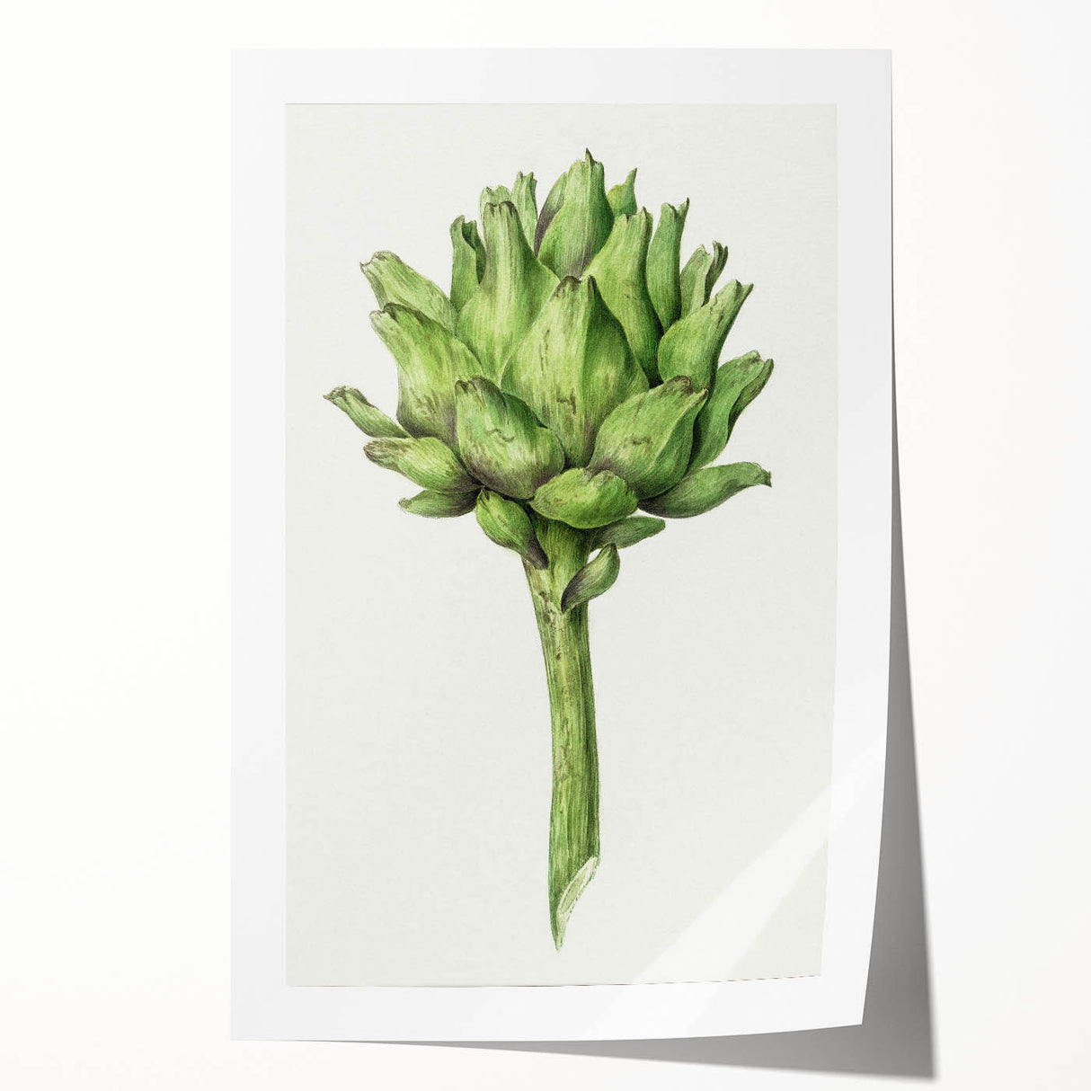 Classic Romantic Artichoke Print - Famous Romantic Era Wall Art