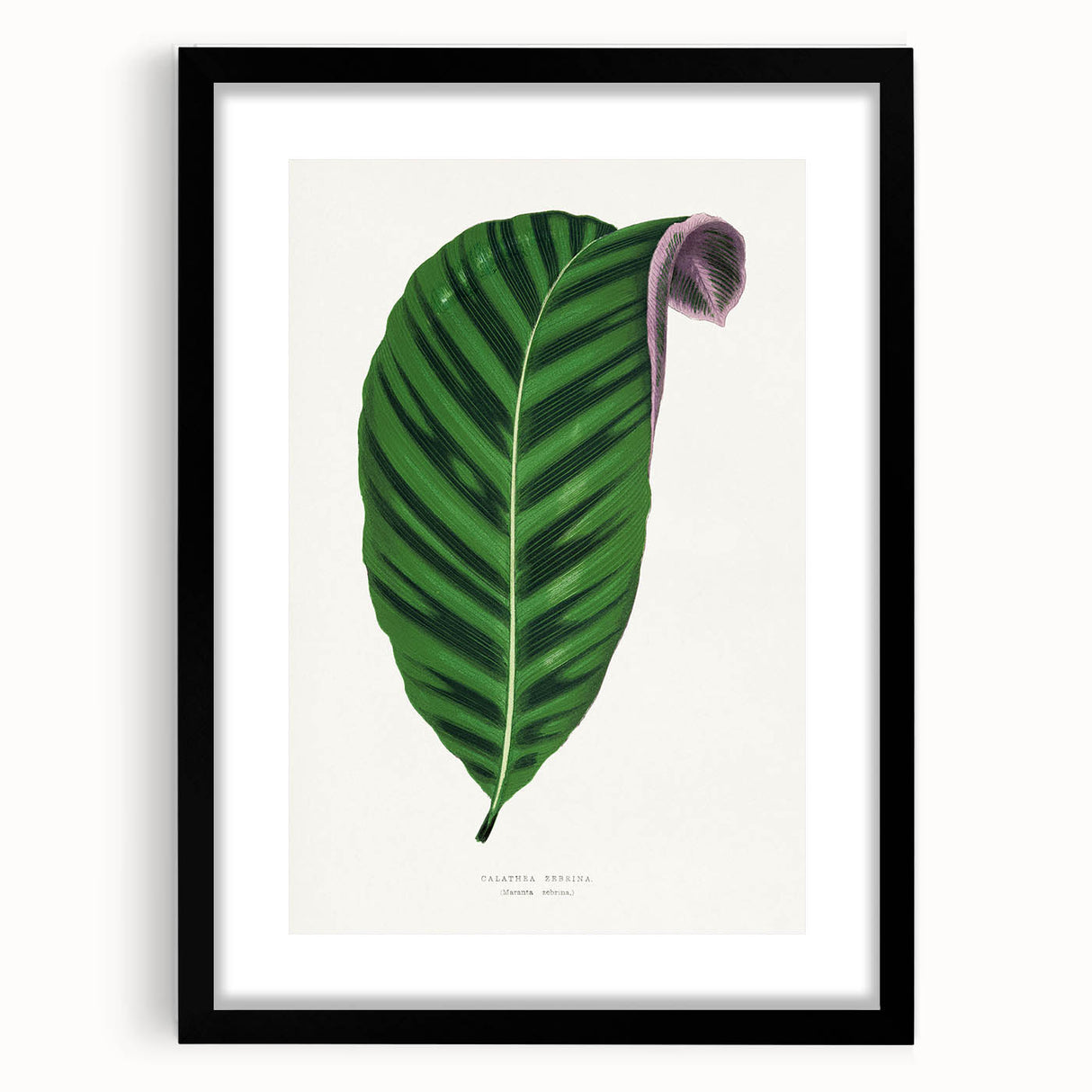 Romantic Calathea Zebrina Leaf - Historical Romanticism Canvas