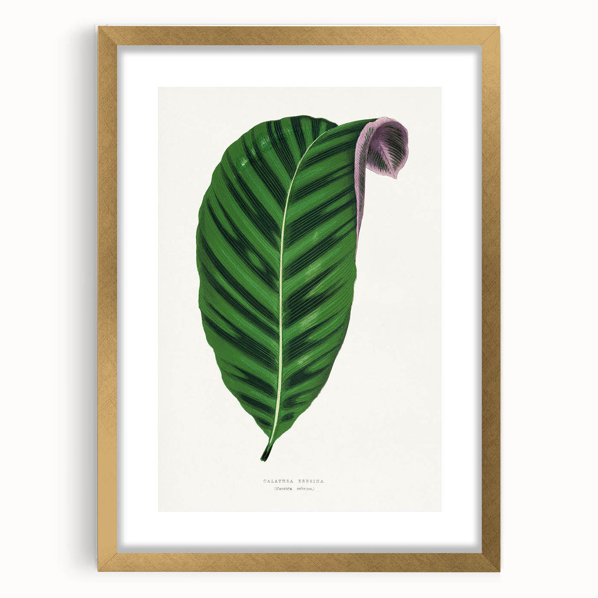 Romantic Calathea Zebrina Leaf - Historical Romanticism Canvas