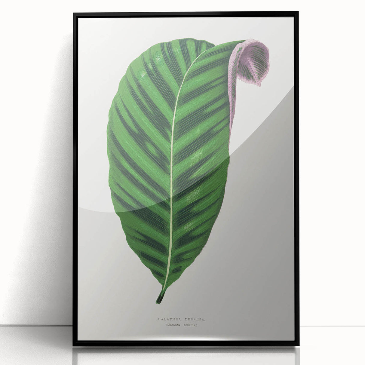 Romantic Calathea Zebrina Leaf - Historical Romanticism Canvas