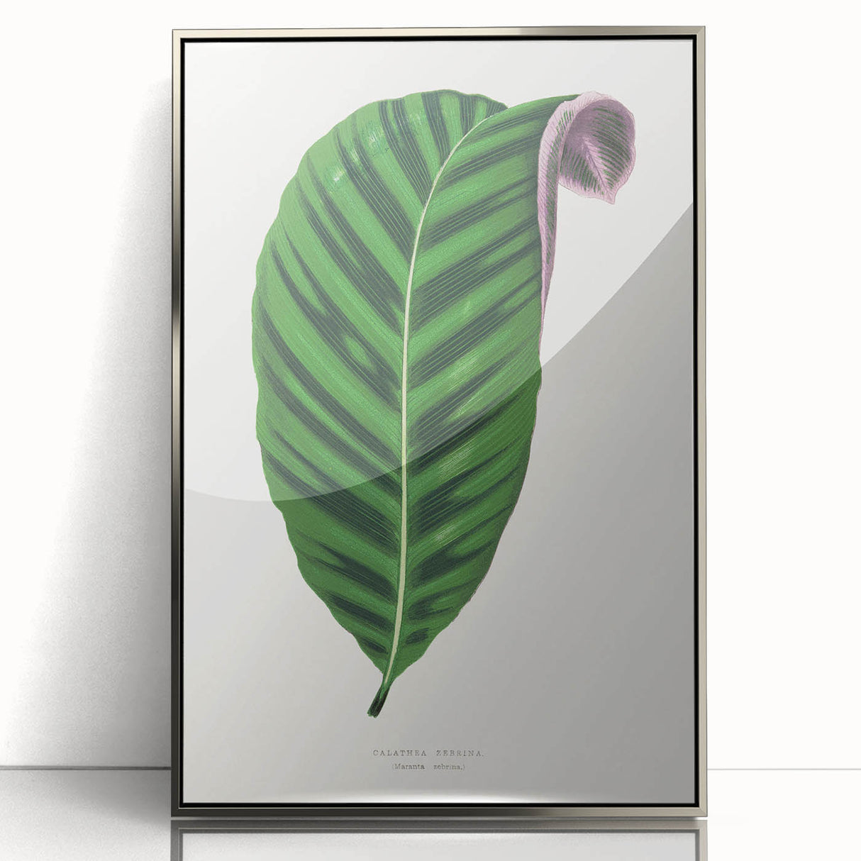 Romantic Calathea Zebrina Leaf - Historical Romanticism Canvas