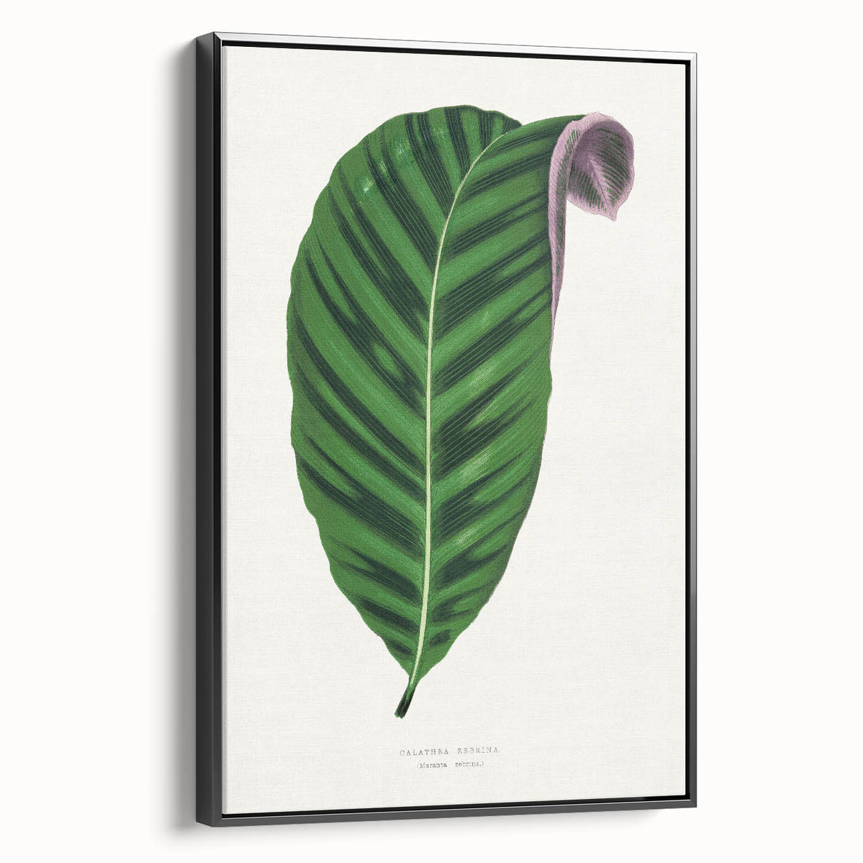 Romantic Calathea Zebrina Leaf - Historical Romanticism Canvas