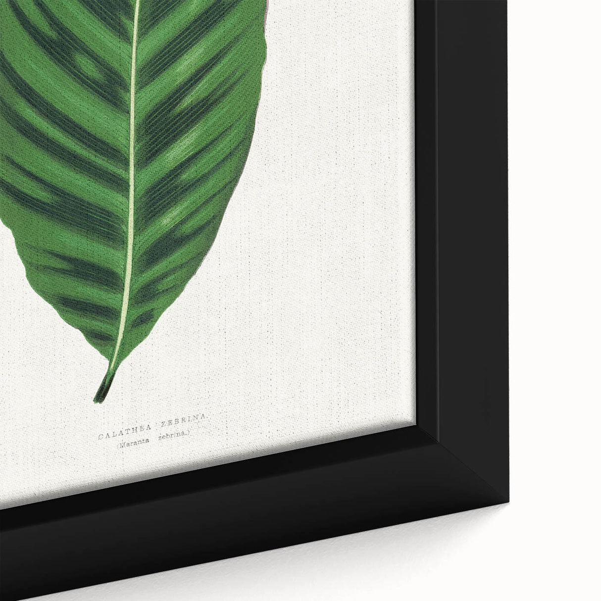 Romantic Calathea Zebrina Leaf - Historical Romanticism Canvas