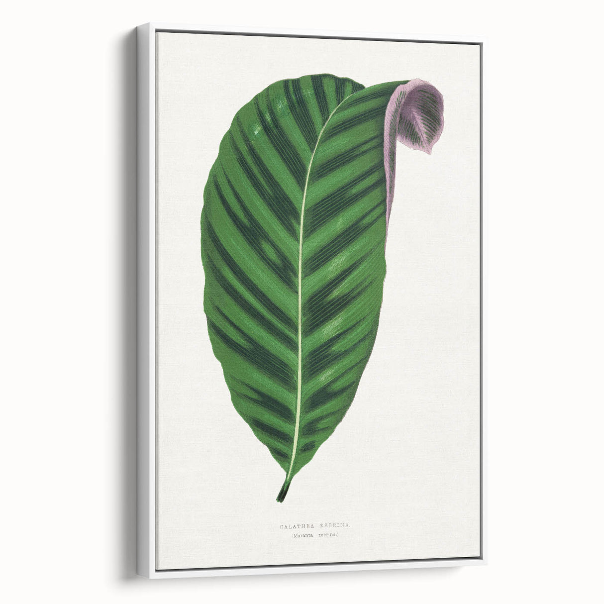 Romantic Calathea Zebrina Leaf - Historical Romanticism Canvas