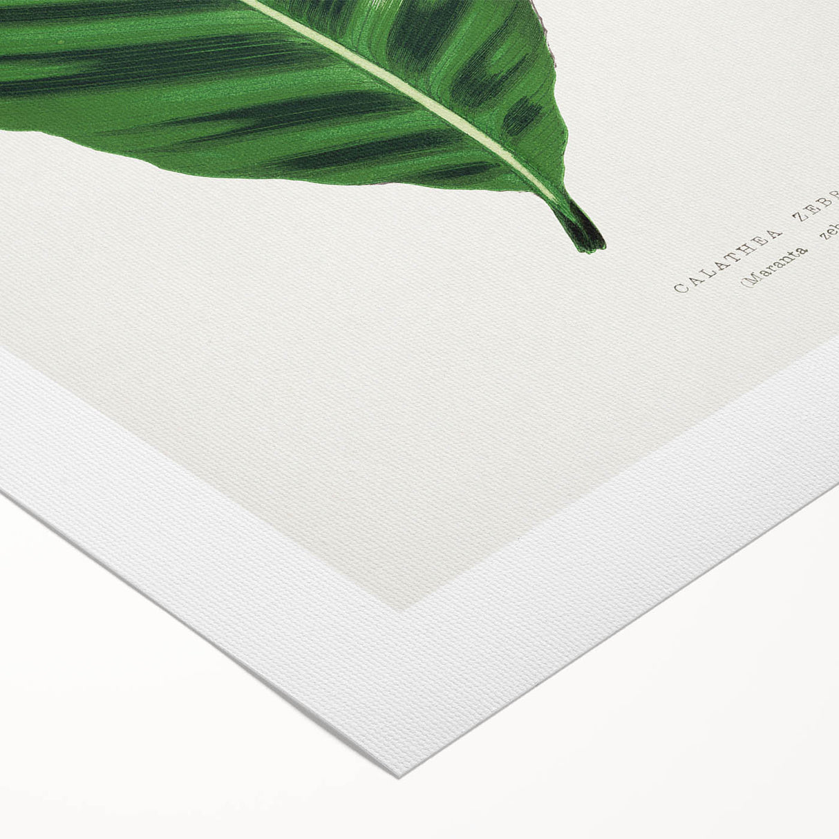 Romantic Calathea Zebrina Leaf - Historical Romanticism Canvas