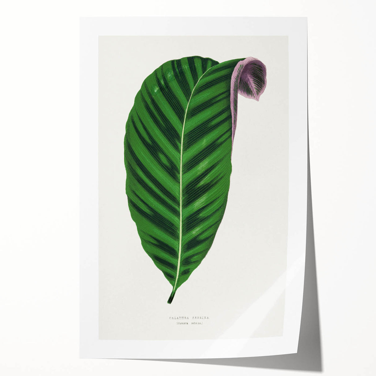 Romantic Calathea Zebrina Leaf - Historical Romanticism Canvas