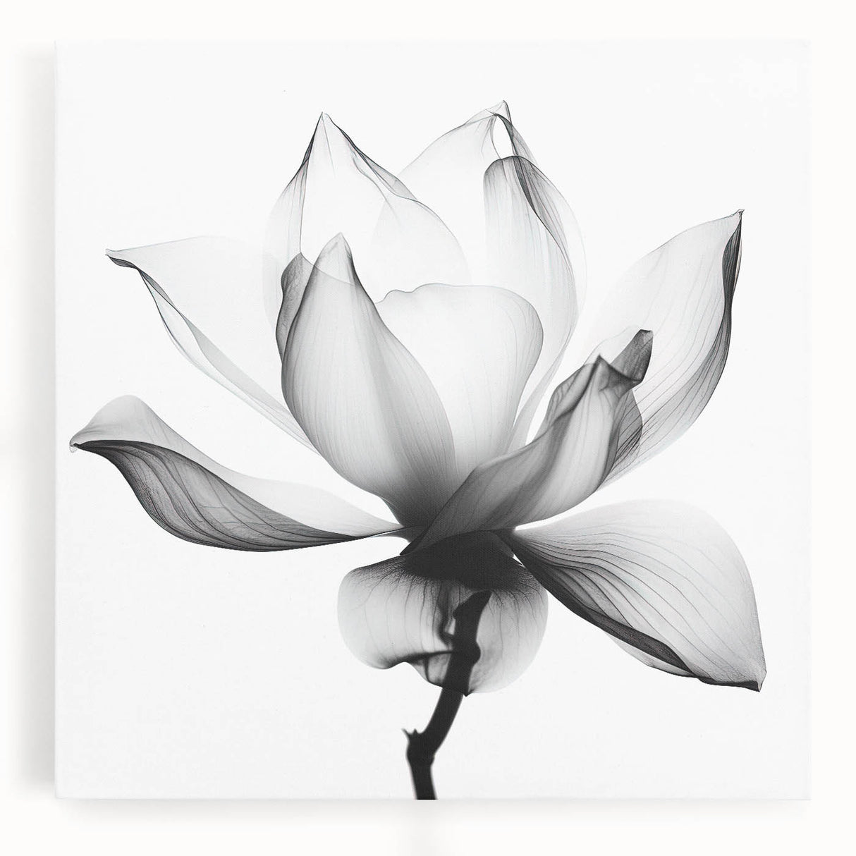 Canvas Art for Dining Area - Black & White Lotus Flower Print