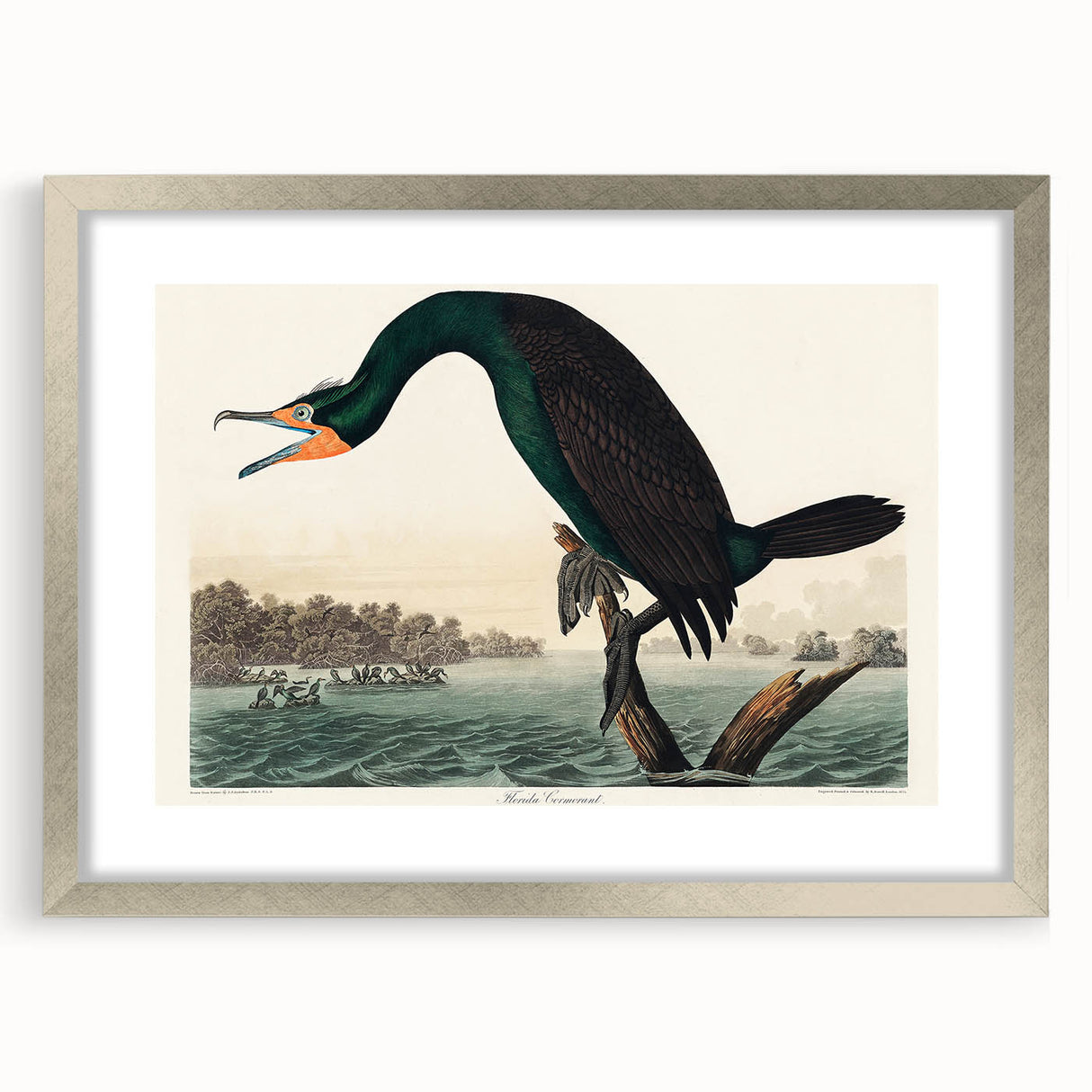 Romantic Art Prints: Florida Cormorant by John James Audubon