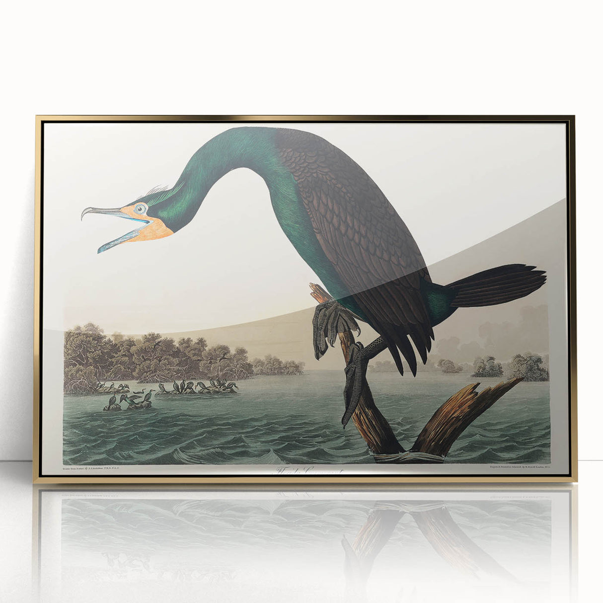 Romantic Art Prints: Florida Cormorant by John James Audubon