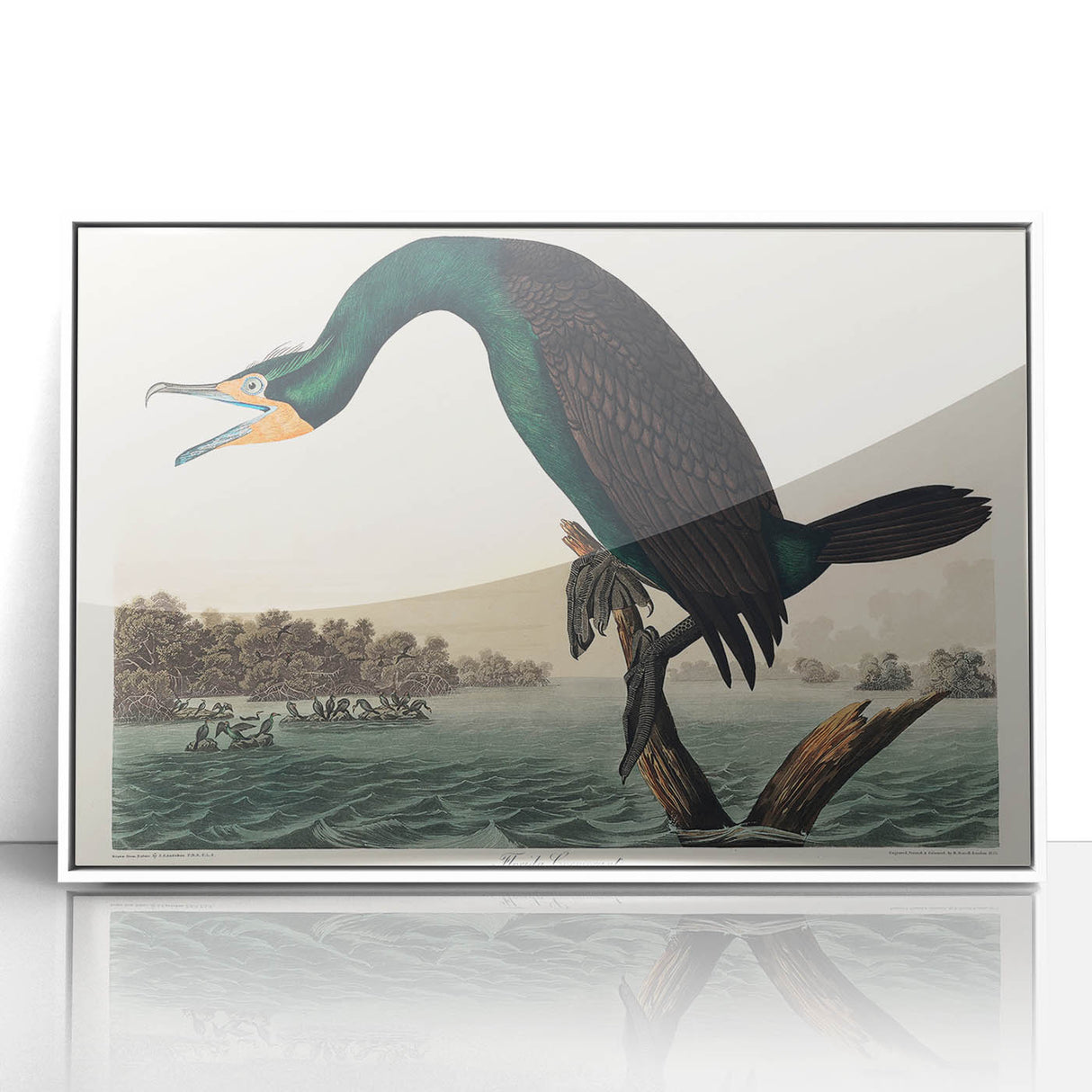 Romantic Art Prints: Florida Cormorant by John James Audubon