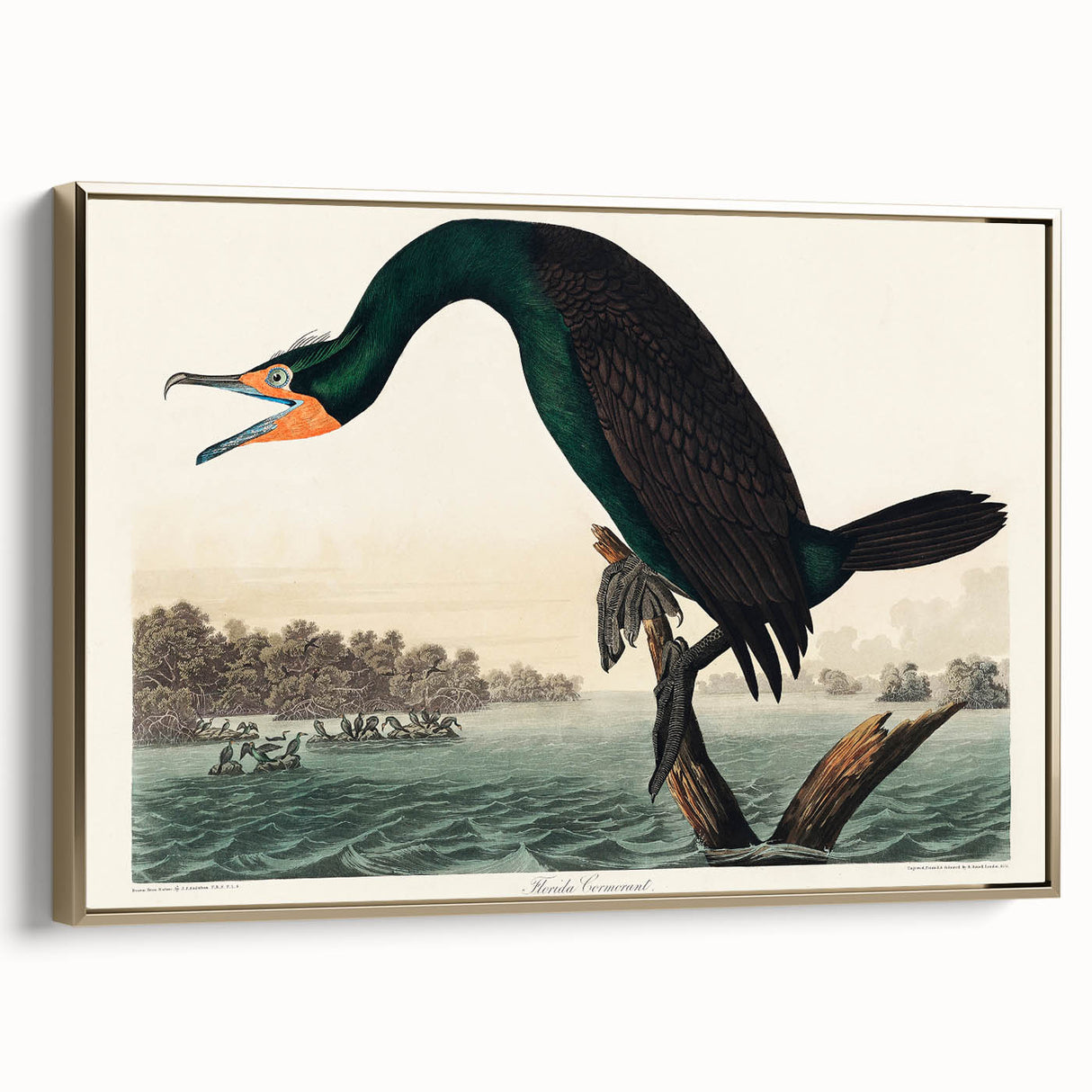 Romantic Art Prints: Florida Cormorant by John James Audubon