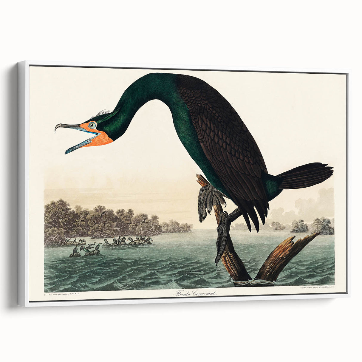 Romantic Art Prints: Florida Cormorant by John James Audubon