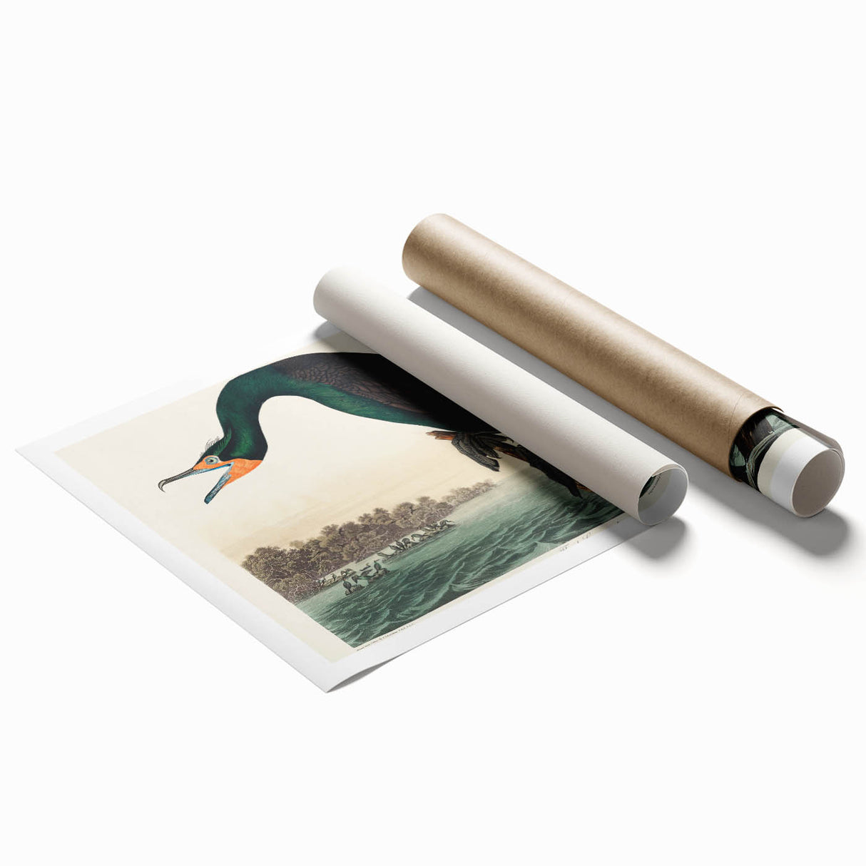 Romantic Art Prints: Florida Cormorant by John James Audubon