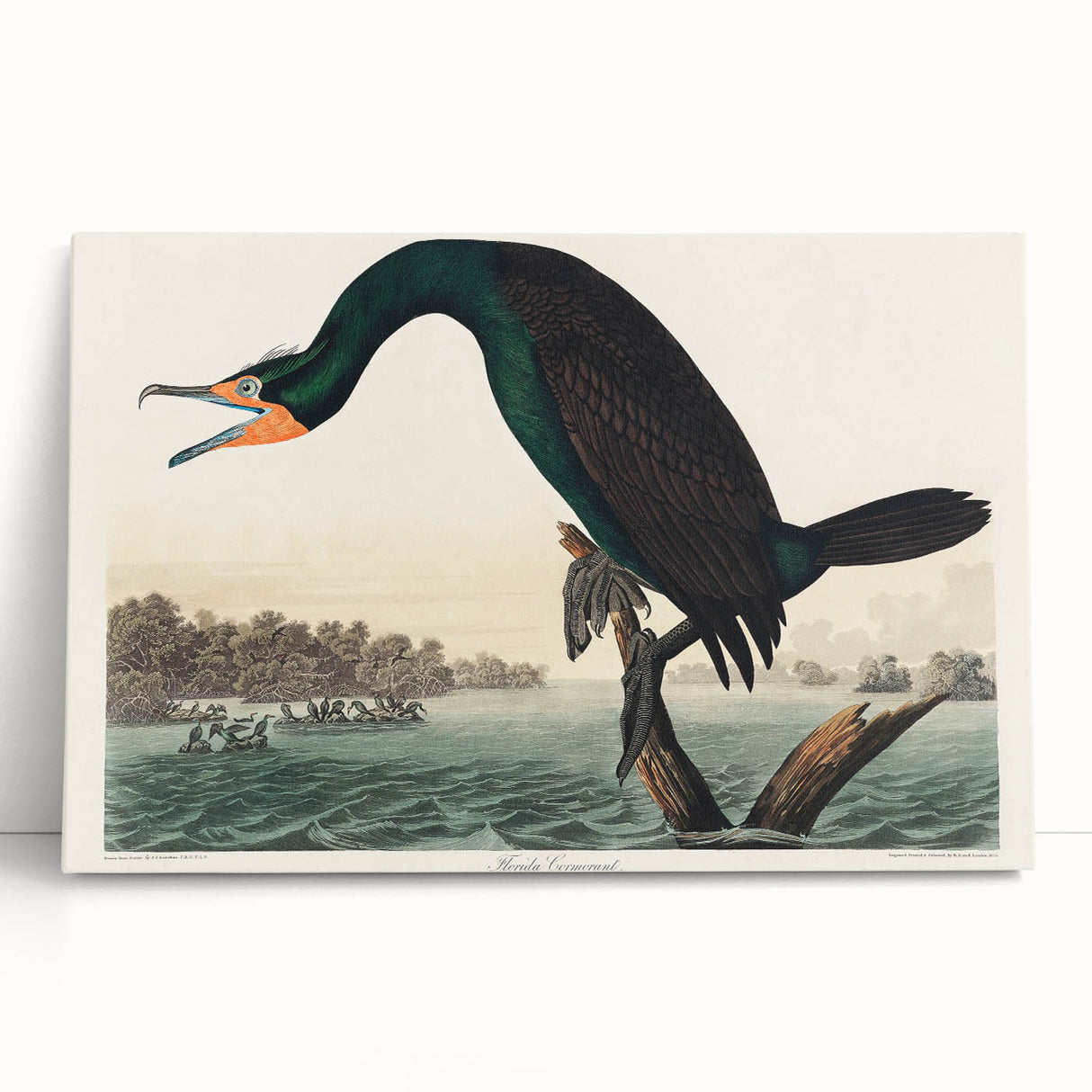 Romantic Art Prints: Florida Cormorant by John James Audubon