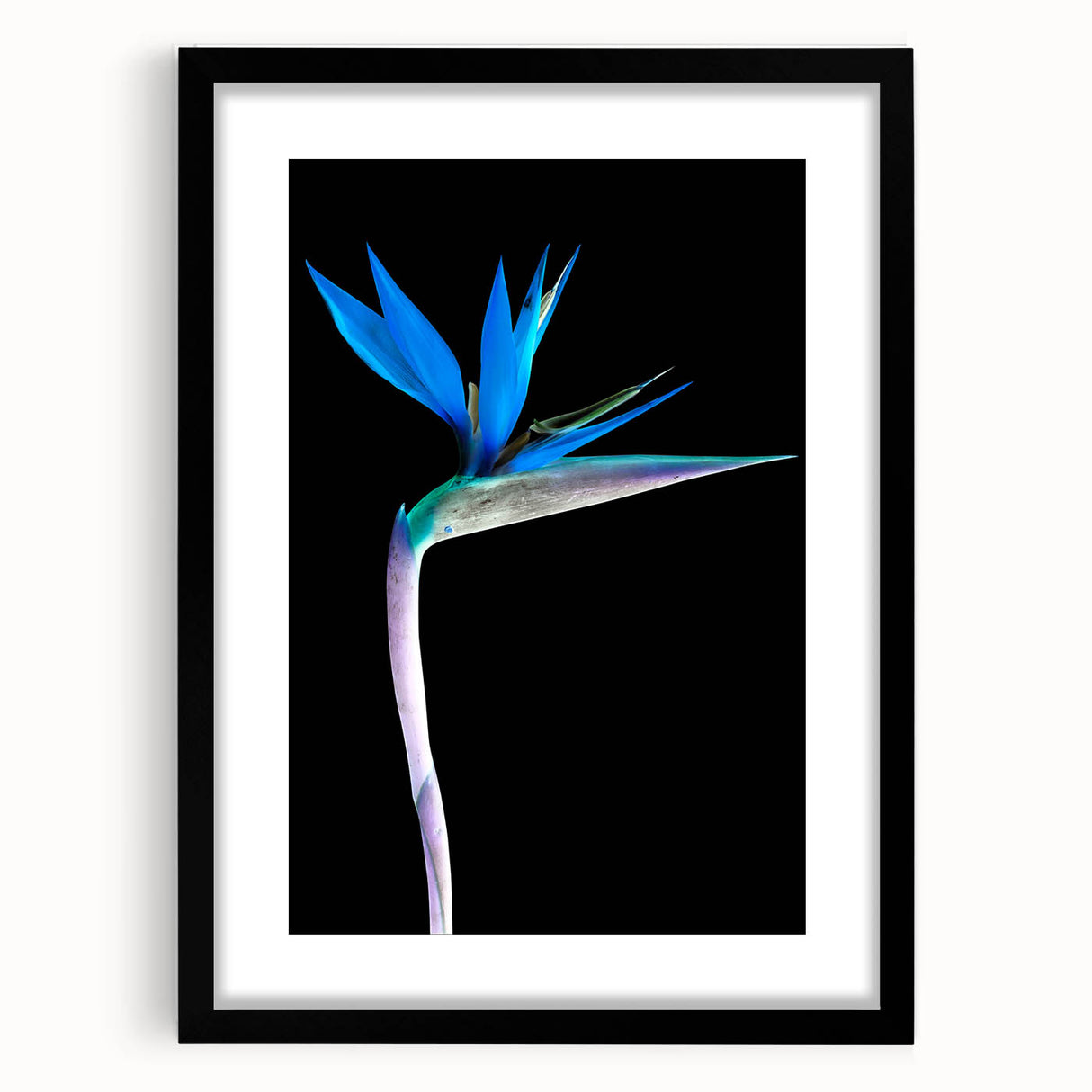 Framed botanical wall art featuring a vibrant bird of paradise design, set against a black mat, showcasing intricate details and vivid colors for an elegant home decor accent.