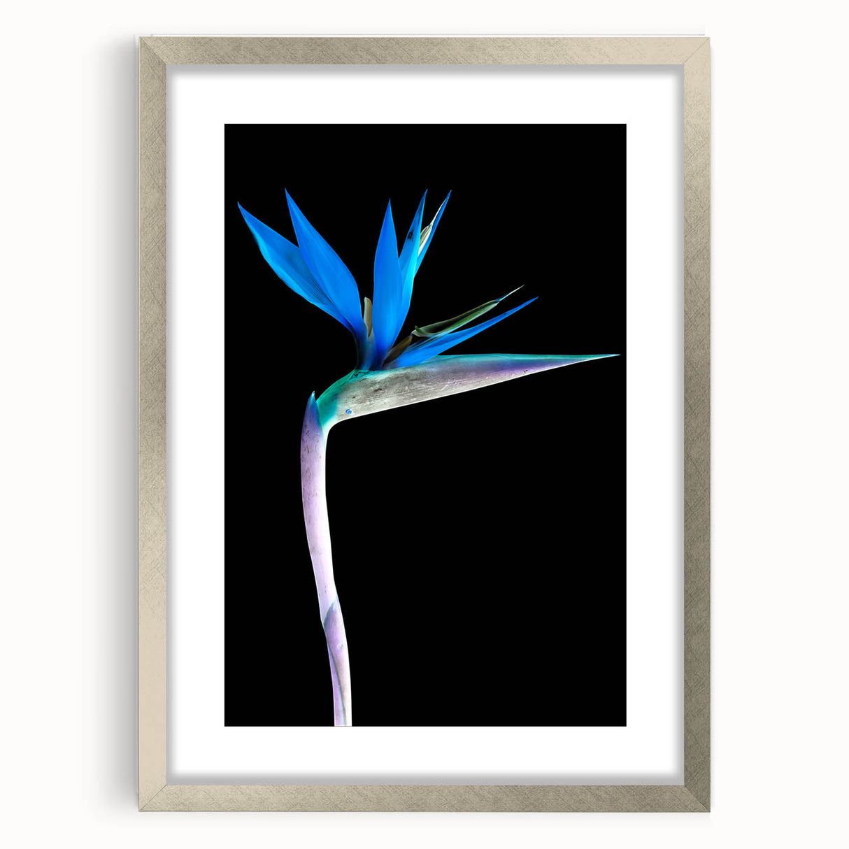 Botanical wall art featuring a vibrant Bird of Paradise design in a sleek silver frame with a mat, showcasing intricate floral details perfect for home décor.