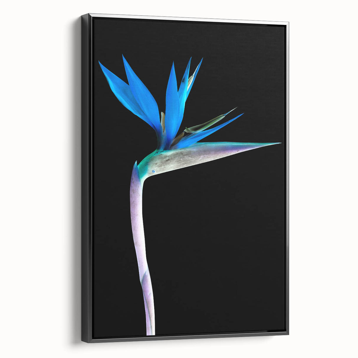 Framed canvas wall art depicting a vibrant Bird of Paradise flower design, featuring bold colors against a black background, perfect for botanical-themed decor.