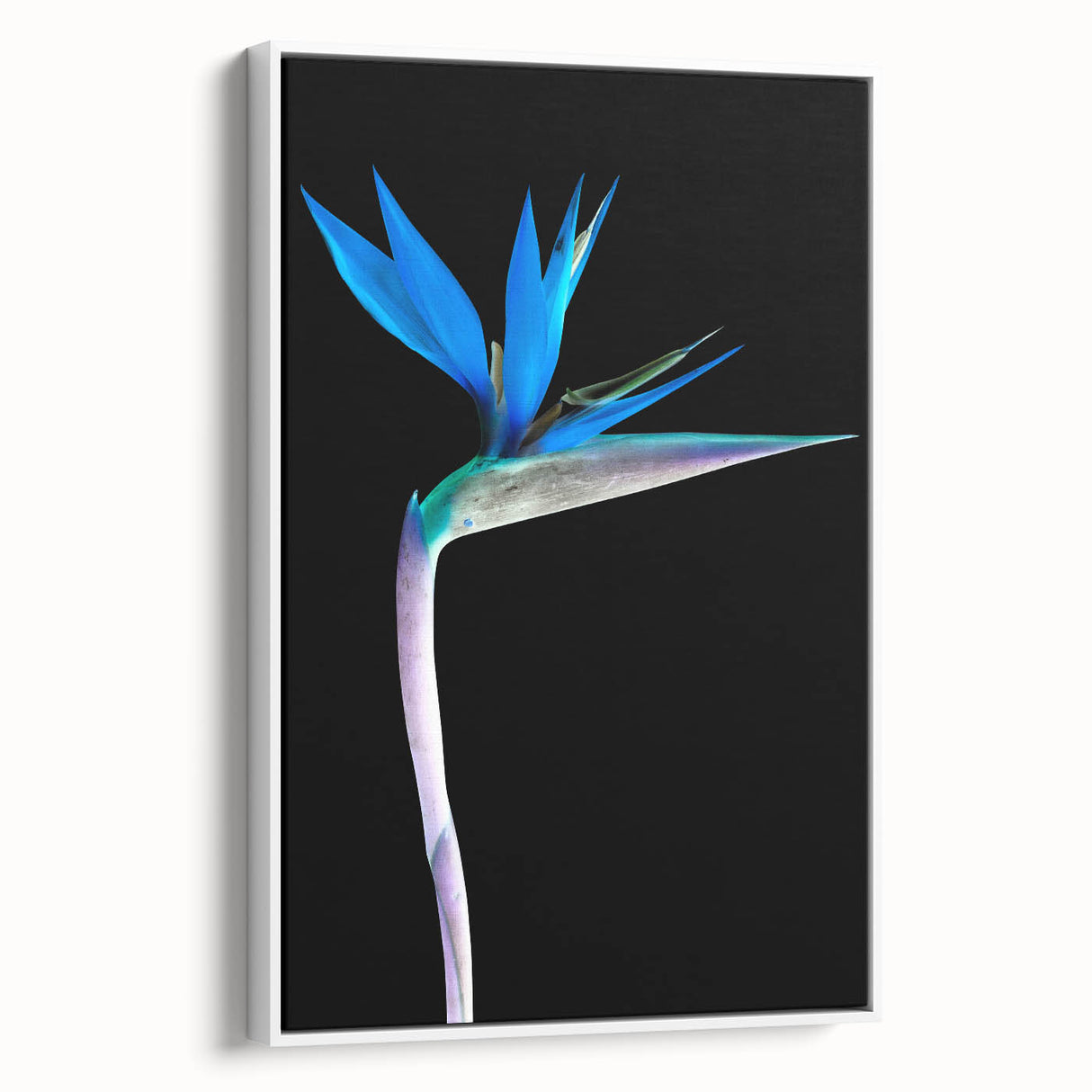 Framed canvas wall art showcasing a vibrant Bird of Paradise floral design, set against a white background, perfect for adding a touch of tropical elegance to any room.