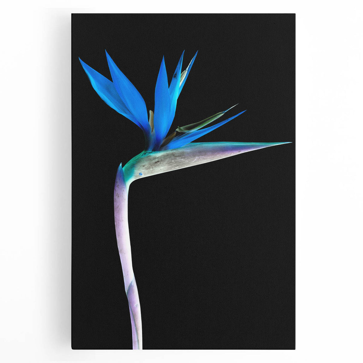 Vibrant bird of paradise wall art design printed on stretched canvas, showcasing rich colors and intricate botanical details, perfect for home decor enhancement.