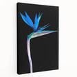 Stretched canvas wall art showcasing a vibrant Bird of Paradise floral design, featuring intricate details and rich colors, perfect for home decor enhancement.