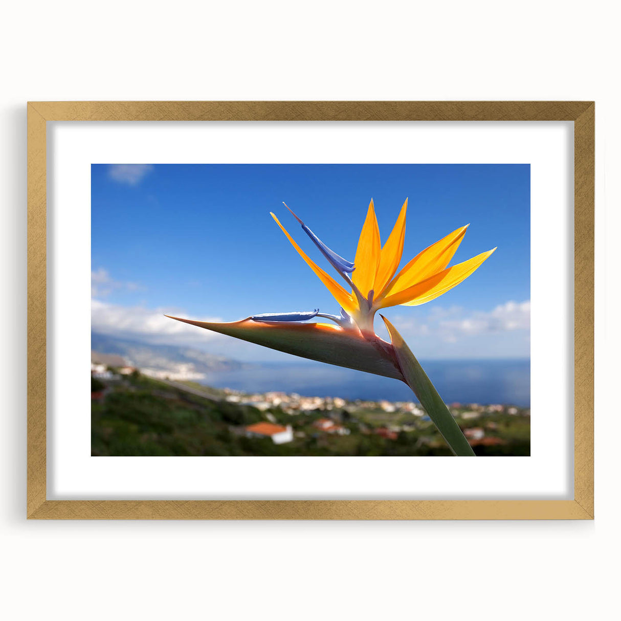 Botanical wall art featuring a vibrant Bird of Paradise design, framed in elegant gold with a mat, showcasing detailed floral elements and lush colors. Ideal for enhancing modern decor.
