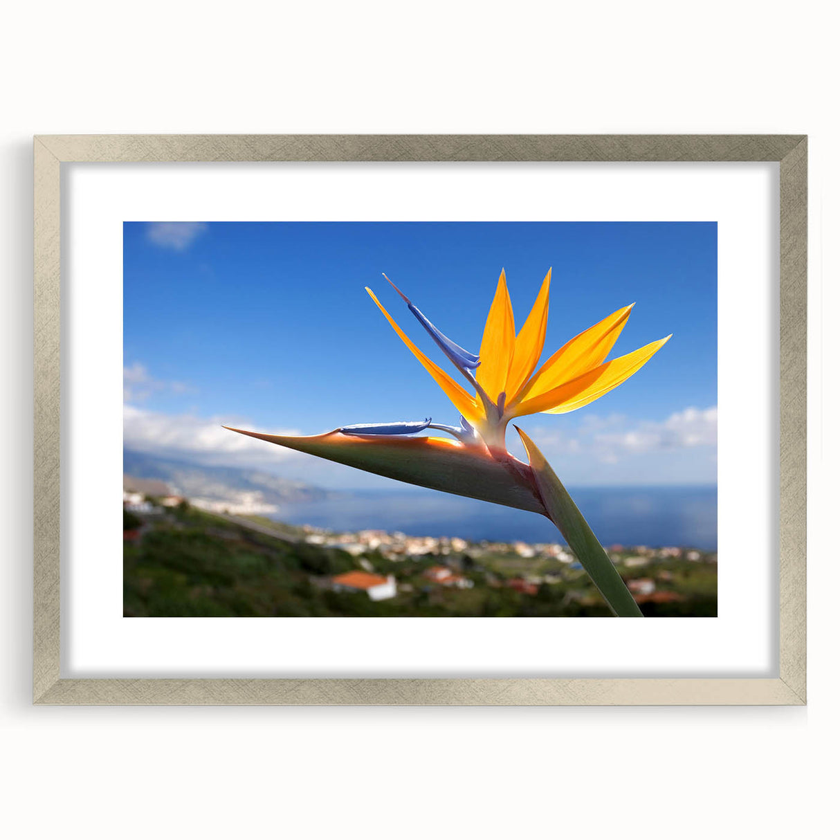 Framed wall art featuring a vibrant Bird of Paradise flower design, displayed in a sleek silver frame with a white mat. Ideal for home decor enthusiasts.