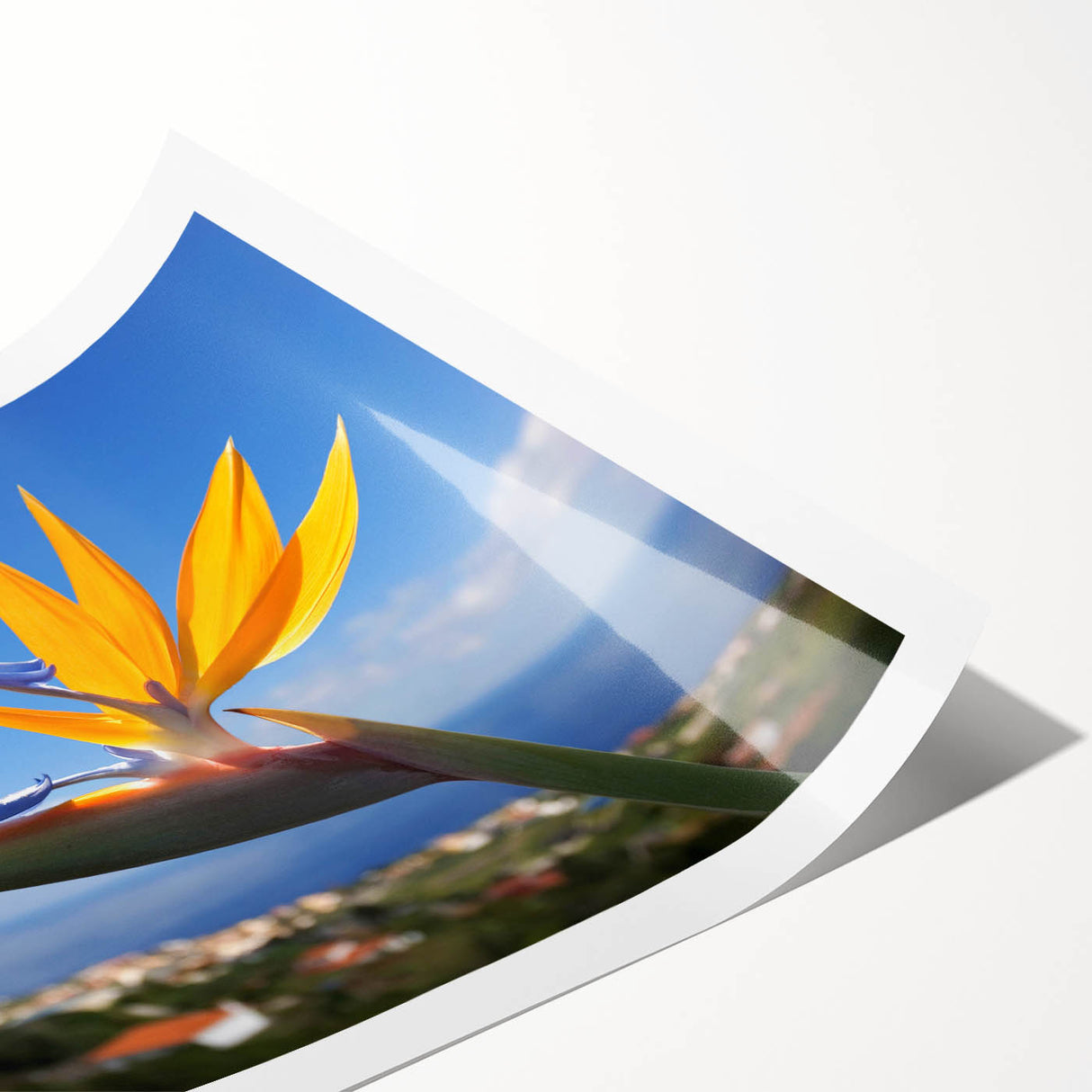 Vibrant botanical wall art print showcasing a Bird of Paradise design in rich colors and intricate details, rolled for easy display and storage.