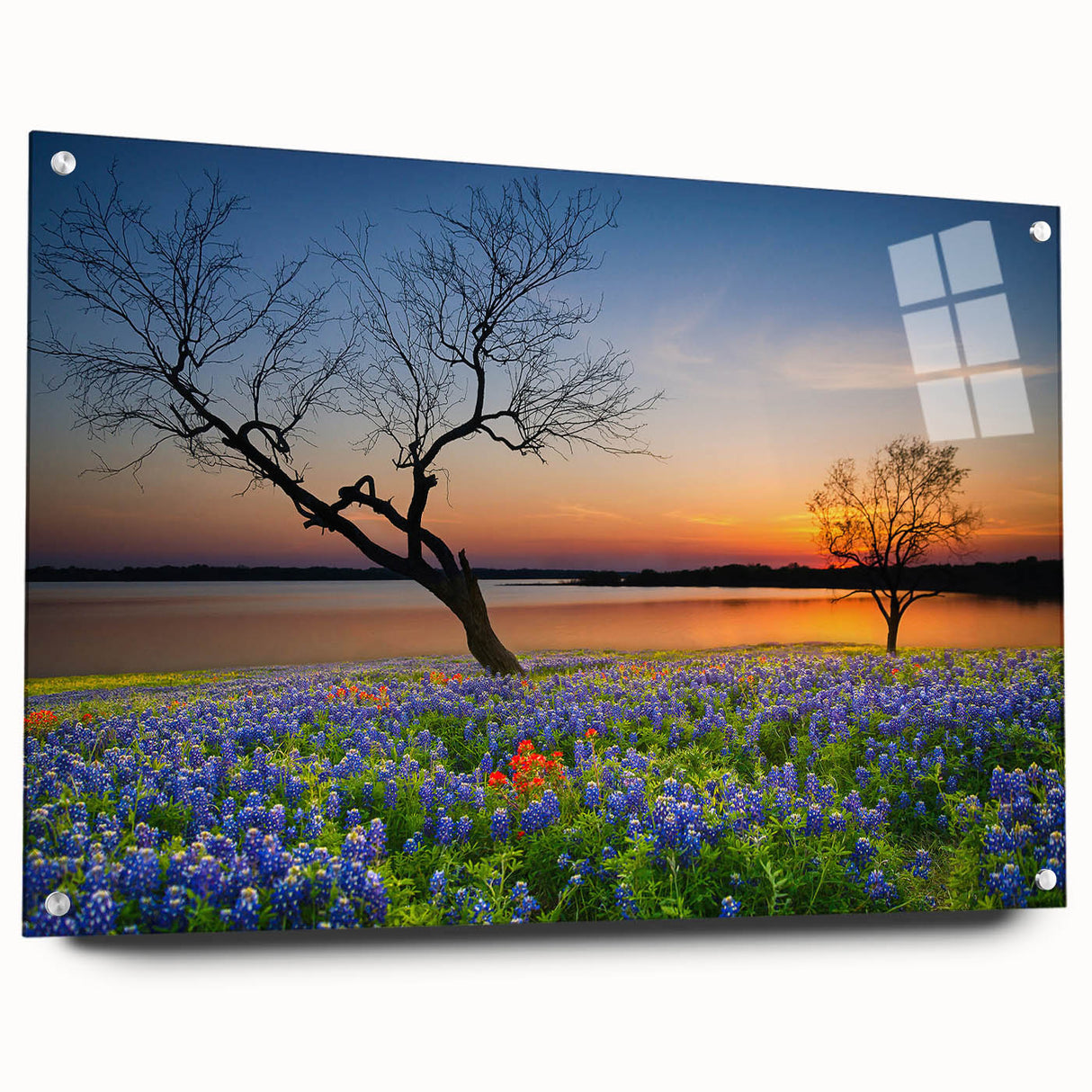 Acrylic glass wall art showcasing a vibrant bluebonnet floral design, elegantly presented in a side view with decorative pins. Ideal for home decor enthusiasts.