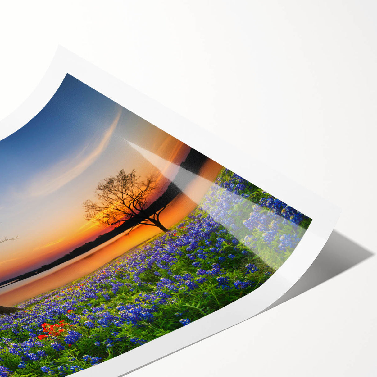 Vibrant bluebonnet wall art print showcasing intricate botanical details, rolled for easy display, perfect for nature-themed decor or gifting.