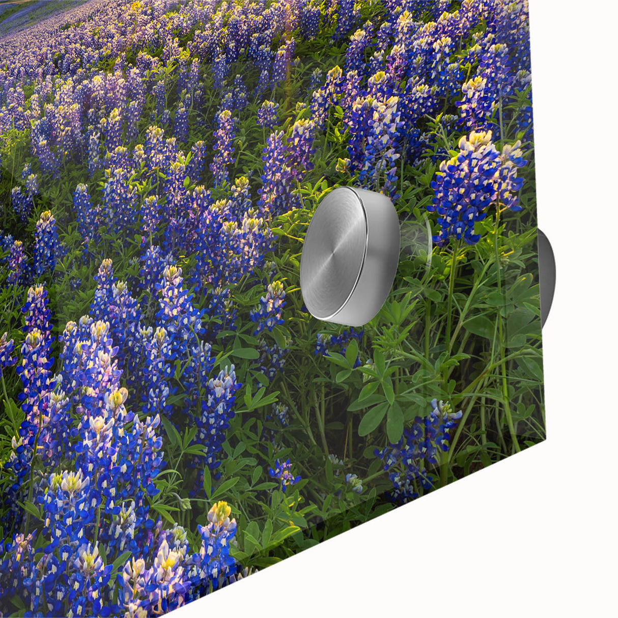 Close-up of vibrant bluebonnet flowers in a botanical-themed wall art design, displayed on acrylic glass, showcasing rich colors and intricate details. Ideal for nature lovers and home decor enthusiasts.