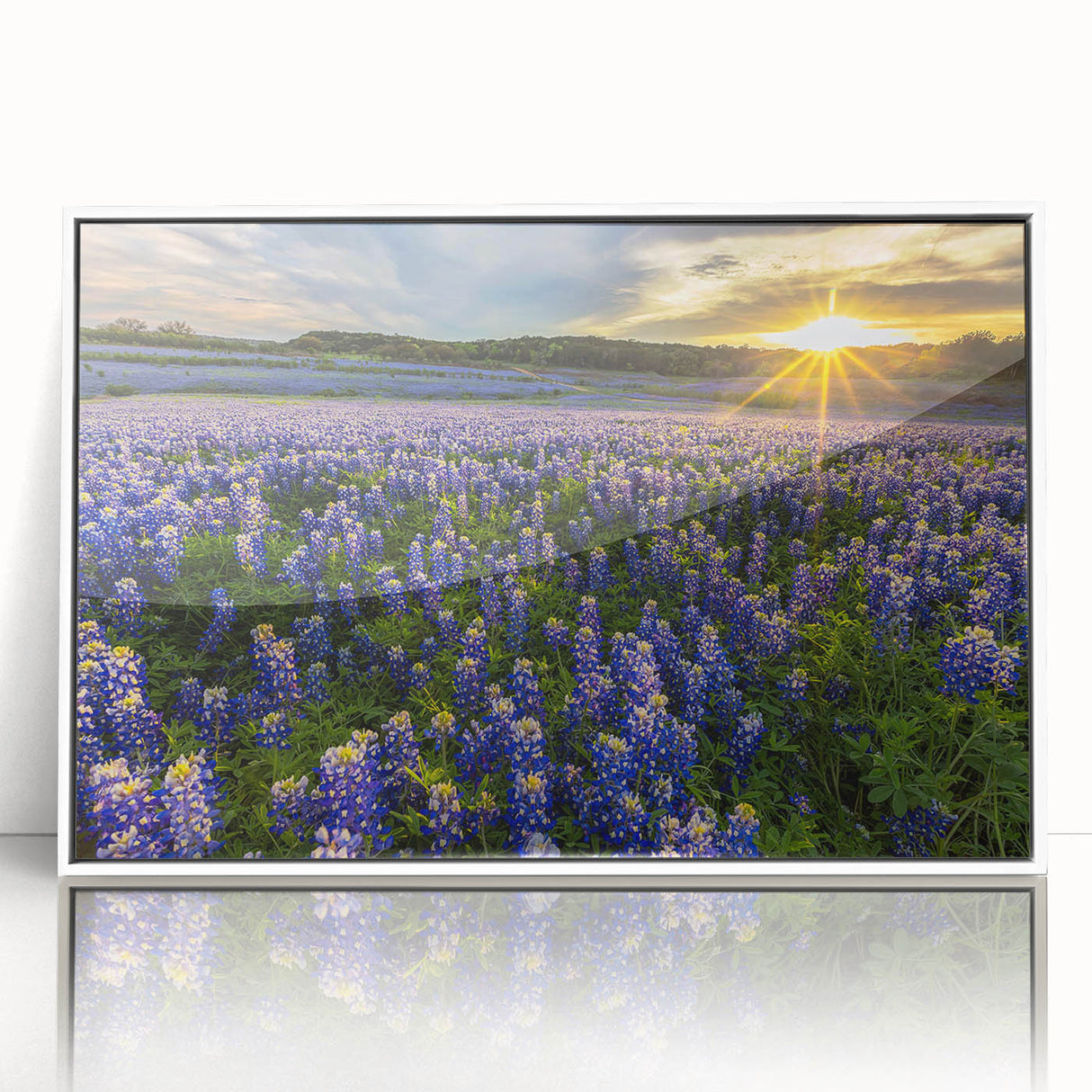 Framed wall art collection showcasing a vibrant bluebonnet botanical design, featuring an acrylic front and a sleek white frame, perfect for modern decor.