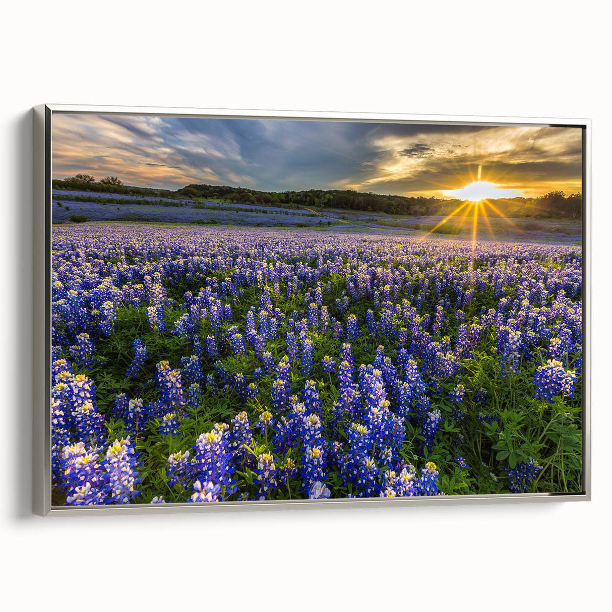 Framed canvas wall art featuring a vibrant bluebonnet botanical design, with silver frame accents, showcased at an angle to highlight its elegant presentation and detailed floral illustration. Perfect for adding a touch of nature-inspired decor to any space.