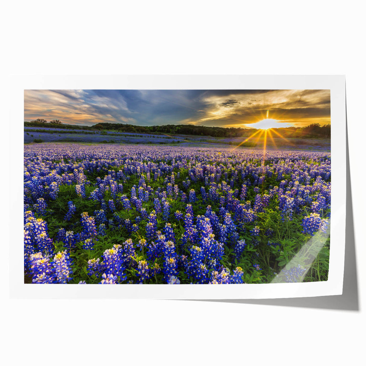 Vibrant bluebonnet floral wall art print showcasing delicate botanical illustrations with intricate details, ideal for home decor and nature enthusiasts.