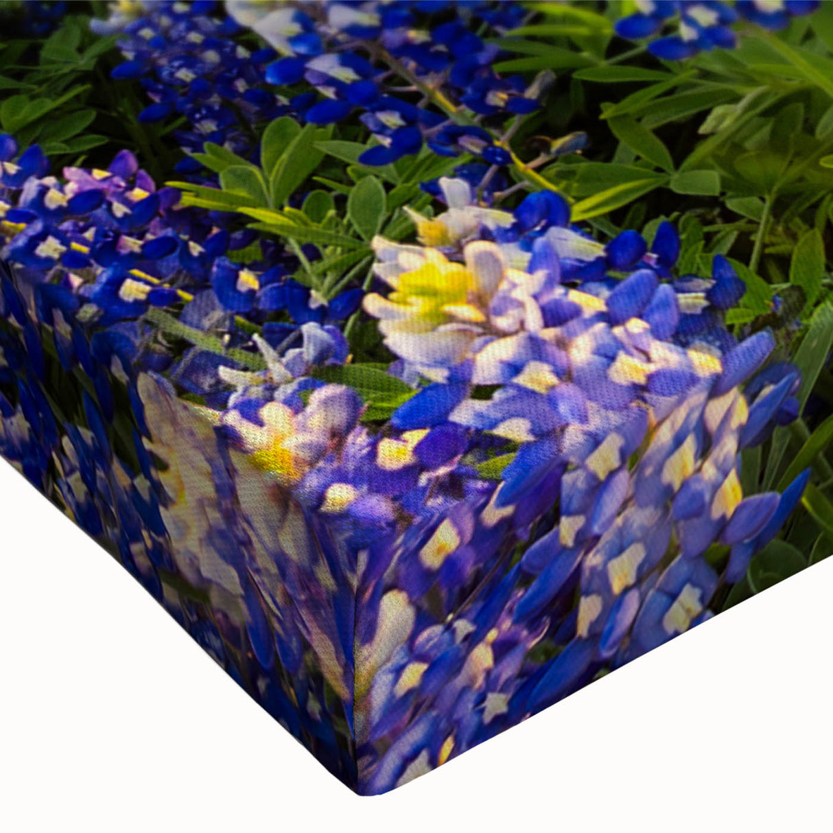 Close-up of a vibrant bluebonnet botanical wall art design on stretched canvas, showcasing intricate details of the flowers against a soft background, perfect for nature lovers.