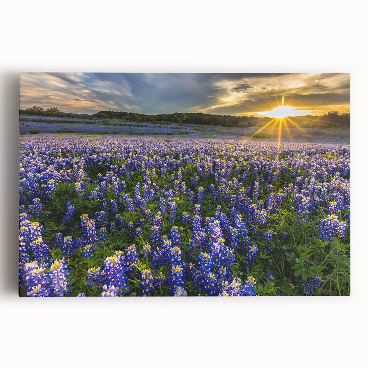 Stretched canvas wall art showcasing a vibrant bluebonnet botanical design, featuring intricate floral details and a bright color palette, perfect for home decor.