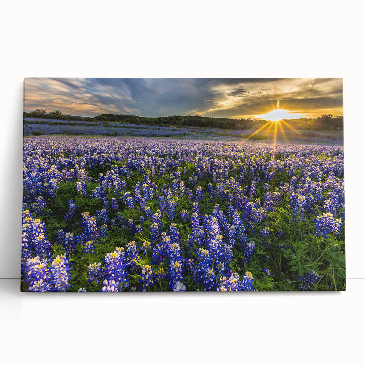 Stretched canvas wall art featuring a vibrant bluebonnet floral design, showcasing intricate details and rich colors, perfect for enhancing home decor.